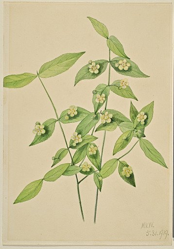 Strawberry Bush (Euonymus americanus)