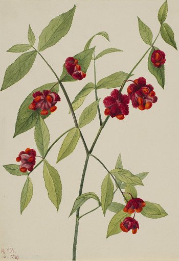 Strawberry Bush-"Hearts Bustin' with Love" (Euonymus Americanus)