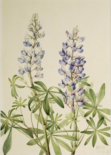 Sun Dial Lupine (Lupinus perennis)