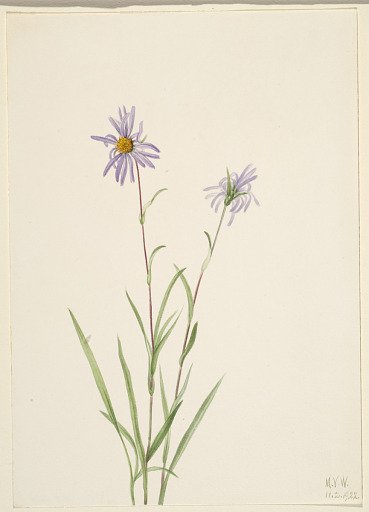 Swamp Aster (Aster paludosus)