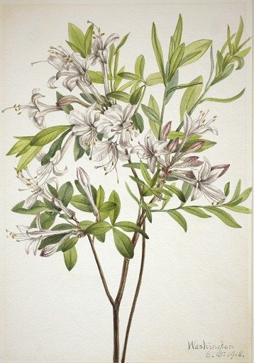 Swamp Azalea (Azalea viscosa)