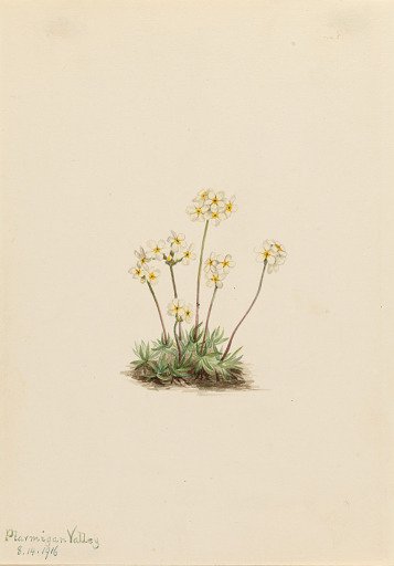 Sweet Androsace (Androsace carinata)