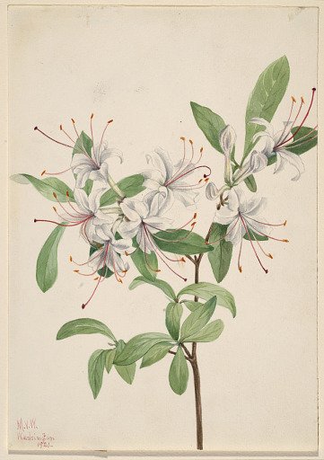 Sweet Azalea (Azalea arborescens)