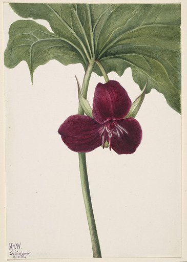 Sweet Trillium (Trillium vasyi)