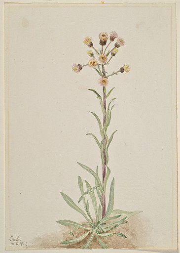 Tall Fleabane (Erigeron acris)