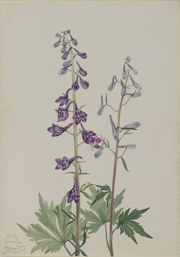 Tall Larkspur (Delphinium elongatum)