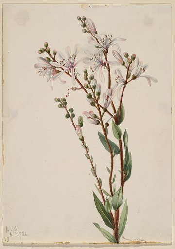 Tarflower (Befaria racemosa)