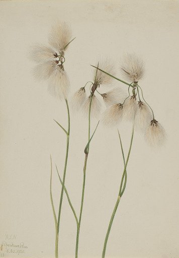 Tassel Cottongrass (Eriophorum angustifolium)