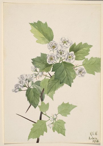 Thicket Hawthorn (Crataegus coccinea)