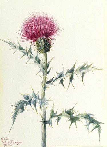 Thistle (Cirsium arizonica)