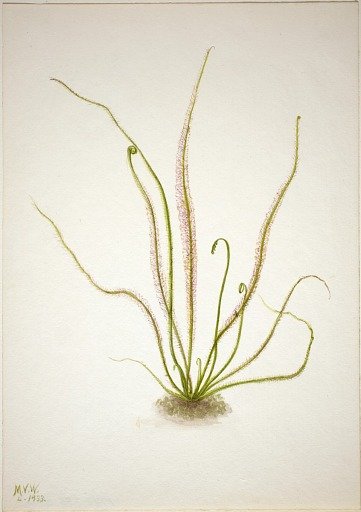 Thread Leaf Sundew (Drosera rotundifolia)