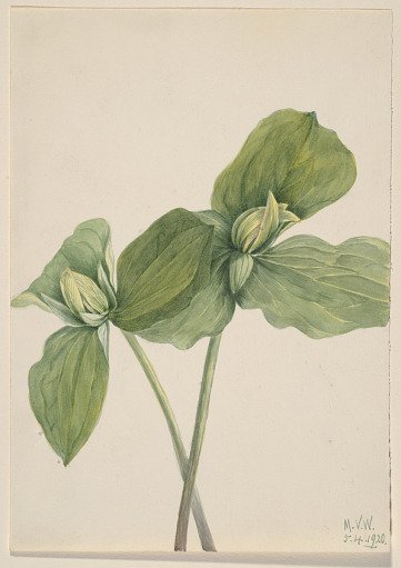 Toad Trillium (Trillium sessile)