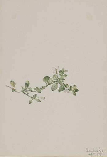 Trailing Houstonia (Houstonia procumbens)
