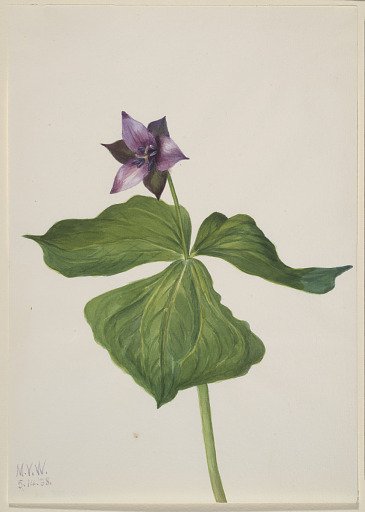 Trillium erectum