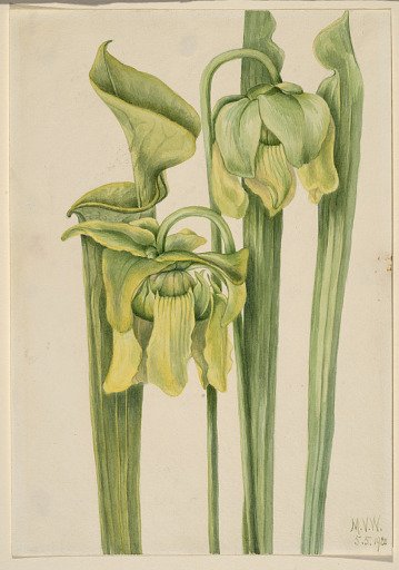 Trumpetleaf (Sarracenia flava)