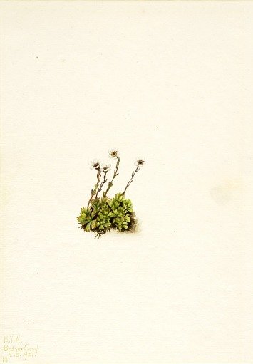 Tufted Saxifrage (Saxifraga caespitosa)