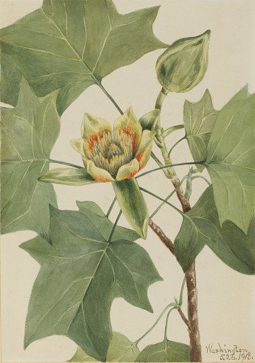 Tuliptree (Liriodendron tulipifera)