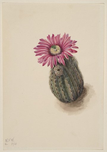 Turkeyhead Cactus (Echinocerus perbellus)
