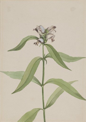 Turtlehead (Chelone glabra)