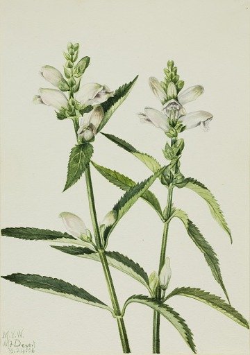 Turtlehead (Chelone glabra)