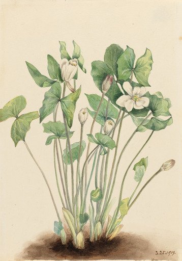 Twinleaf (Jeffersonia diphylla)