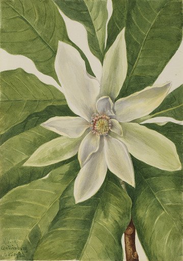 Umbrella Tree (Magnolia tripetala)