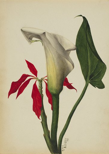 Untitled (Calla Lily)