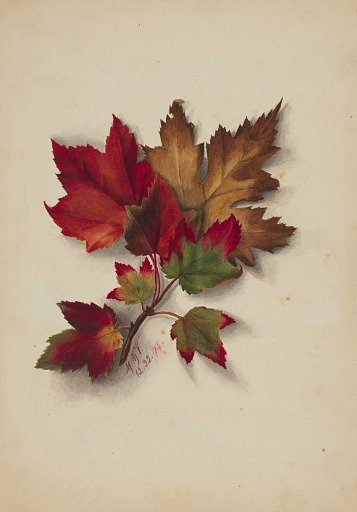 Untitled (Autumn Leaves)