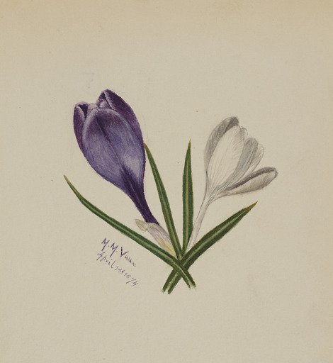 Untitled (Crocuses)