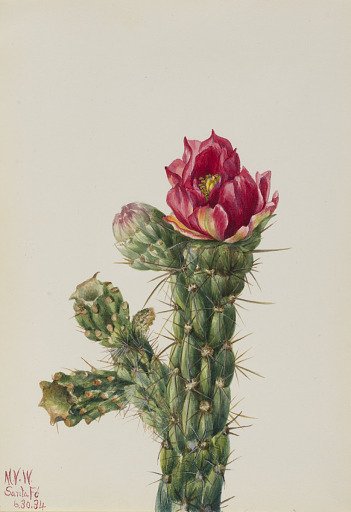 Walkingstick Cholla (Opuntia imbricata)
