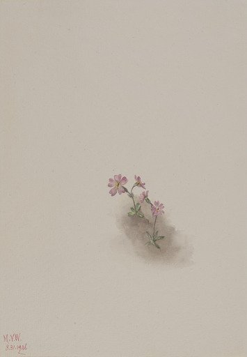 Untitled--Flower Study