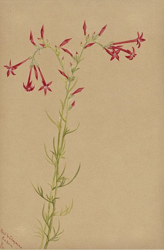 Untitled--Flower Study