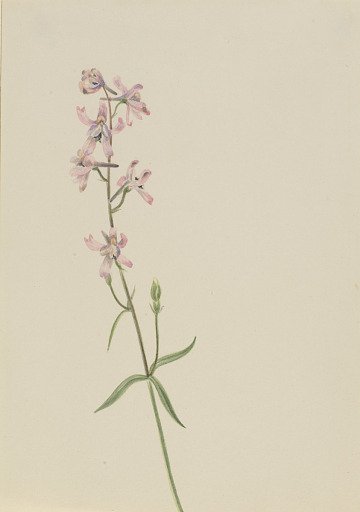 Untitled--Flower Study
