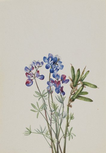 Untitled--Flower Study