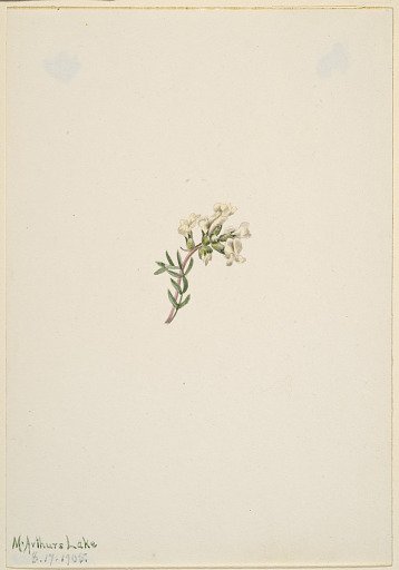Untitled--Flower Study