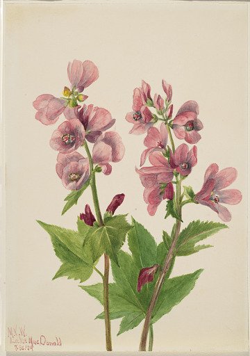 Untitled--Flower Study