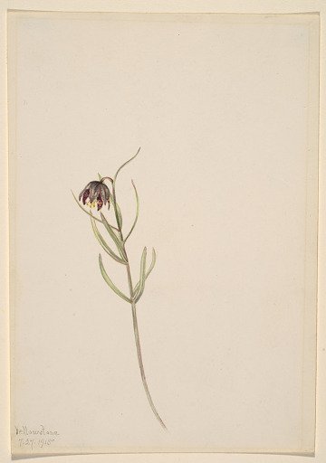 Untitled--Flower Study