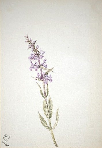 Untitled--Flower Study