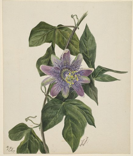(Untitled--Flower Study)
