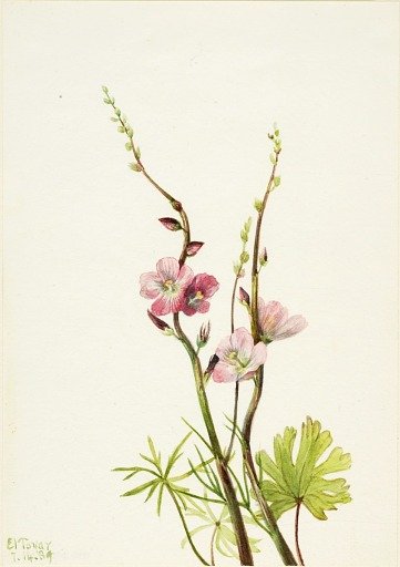 Untitled (Flower Study