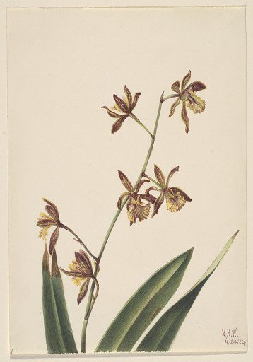 Untitled (Flower Study)