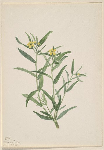 Untitled (Flower Study)