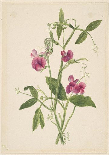 (Untitled--Flower Study)