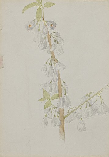 (Untitled--Flower Study)