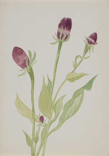 (Untitled--Flower Study)