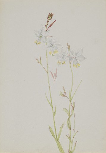 (Untitled--Flower Study)