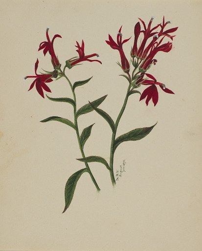 (Untitled--Flower Study)
