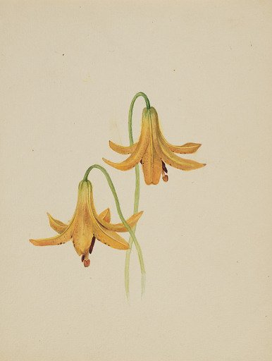 (Untitled--Flower Study)
