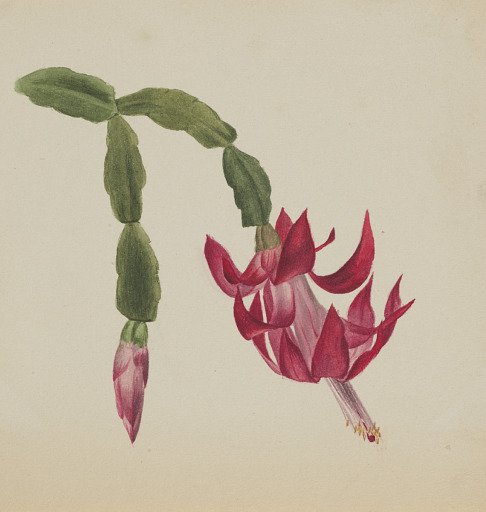 (Untitled--Flower Study)
