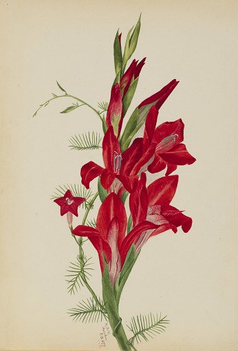 Cannas and Cypress Vine (Canna species and Ipomoea quamoclit)